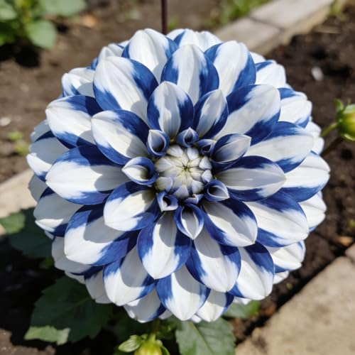 Bombillos de Dalia para Siembra en Primavera | Ideales para Jardín y Decoración de Interiores-8bulbo-h