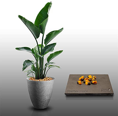 10 graines à semer - Le Grenier d'Abondance - OISEAU DU PARADIS BLANC - Strelitzia Nicolai