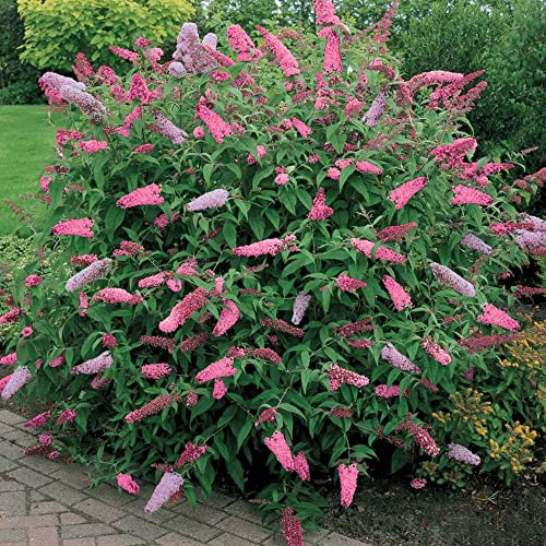 1 pianta da giardino in vaso di buddleia 'Pink Delight', arbusto deciduo a farfalla.