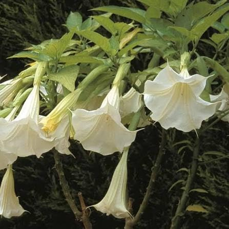 3 esquejes - brugmansia (trompeta de ángel) * blanco simple