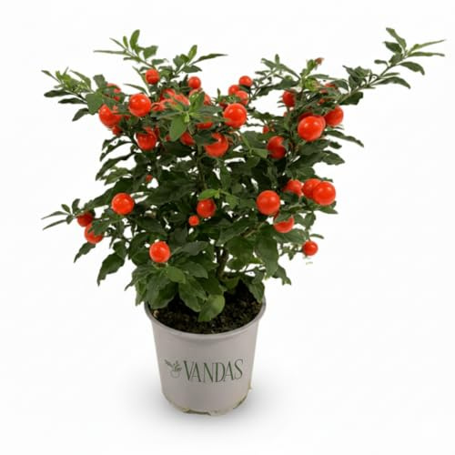 VANDAS Solanum Pseudocapsicum Bartoli – Pianta Ornamentale con Bacche Decorative | Esposizione in Pieno Sole | Facile Coltivazione | Made in Italy