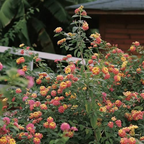 Semi di Lantana, Lantana camara, rampicanti serre balcone Vecchie varietà resistenti biologici per esterno rara rampicante tappezzanti in vaso 50pcs