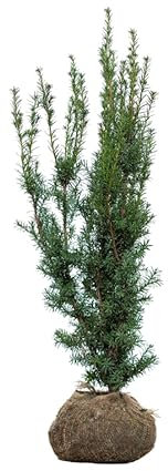 Eiben ‚Hicksii‘ – Taxus media – Heckenpflanze – Auswahl der Höhe 60–200 cm – immergrün & kompakt – ideal für dichte Hecken und Sichtschutz (Variante 100-120cm)