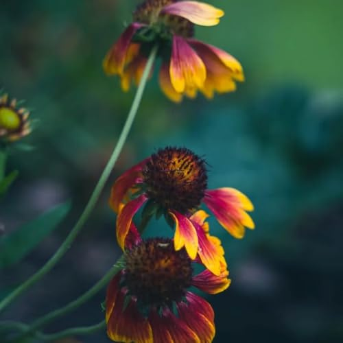 Kokardenblume, steingartenpflanzen winterhart alte sorten blumendeko balkonpflanzen blumensamen wildblumensamen für sonnige plätze stauden winterhart mehrjährig seltene exotische 50Samen