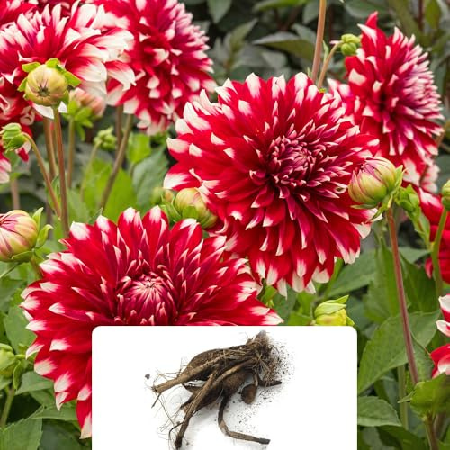 Dahlia Tubercules décoratifs – Floraison estivale – Parfait pour les bordures, les pots et la coupe – Cultivé au Royaume-Uni (1 x Dahlia Decorative Davos)