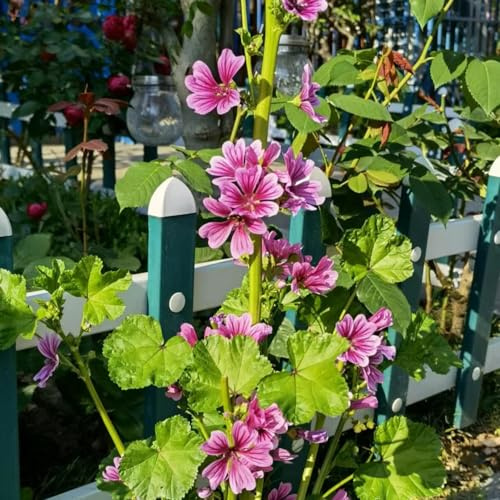 semi di malva giardino resistenti raro balcone in vaso varietà 1000pcs