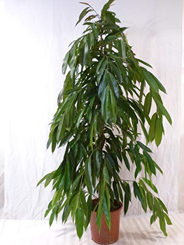 [Palmenlager] - XL Ficus bin. Amstel King - 160 cm/Zimmerpflanze ähnlich benjamini