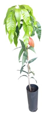 Árbol de Mango Injertado Natural de 1,5m de Altura Frutal con Frutos Exquisitos