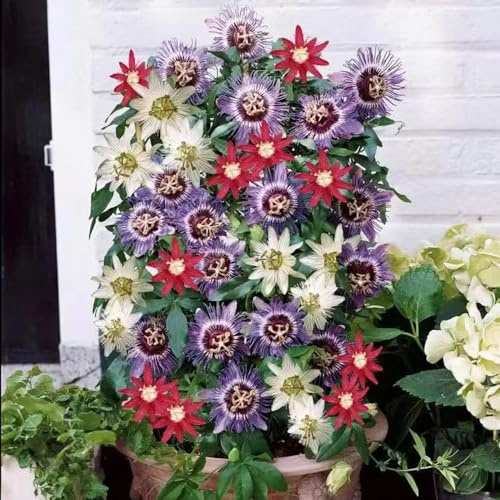 semi di passiflora - giardino resistenti vecchie varietà tappezzanti primaverili appartamento 150pcs