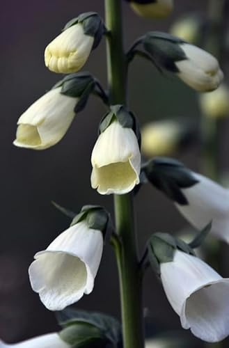 Digitalis Snow Thimble | Foxglove | 6 Plug Plants | Wildflower