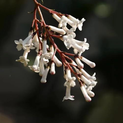 semi palle di neve invernale balcone giardino decorazione semi selvatici perenni, perenni resistenti, 10pcs