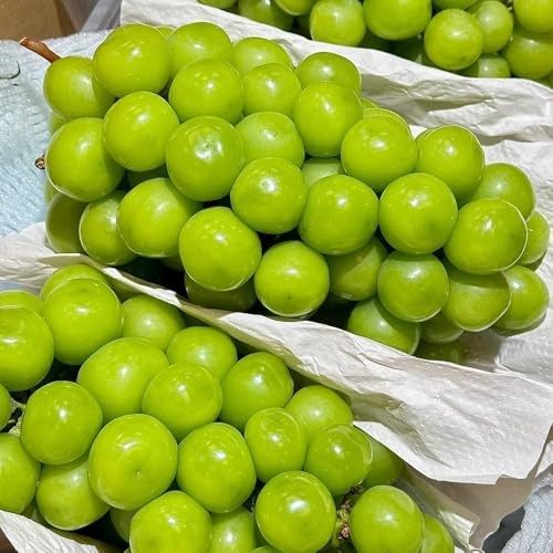 weintraubensamen,weinreben kaufen winterhart - bio, garden trauben, 800pcs
