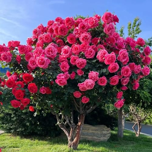 rosas trepadoras - rosal de oficina prado de silvestres, siembra otoño, perenne verano semillas rosa semillas prados silvestres decoración balcón 550pcs