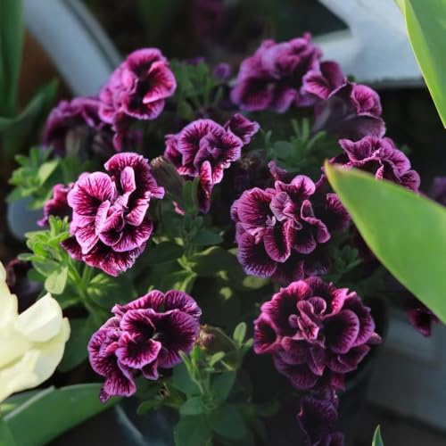 semillas de petunia colgantes excelente decoración de interior 420pcs