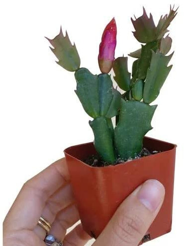 DECOALIVE Mini Cactus Navidad Schlumbergera Flor de Pascua Planta de Navidad