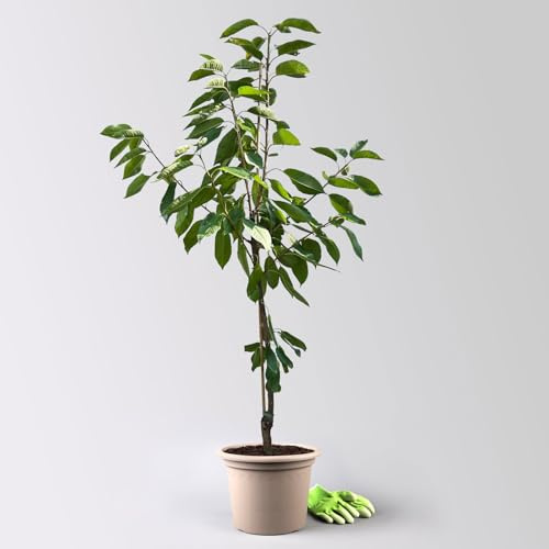 Kölle Bio Säulenkirsche 'Sylvia', Unterlage Prunus Colt, Topf 10 Liter