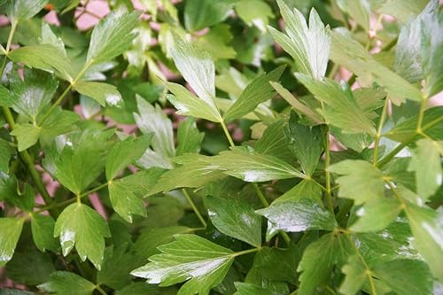 Liebstöckel (Levisticum officinale) Samen. Maggikraut, Küchenkraut, Heilpflanze (20000 Samen = 72,0g)