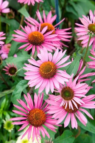 Echinacea purpurea 'Pica Bella' 11x11 cm Topf – Winterhart, Mehrjährig, Pflegeleicht – Purpur-Sonnenhut – Staude für Beet & Rabatte