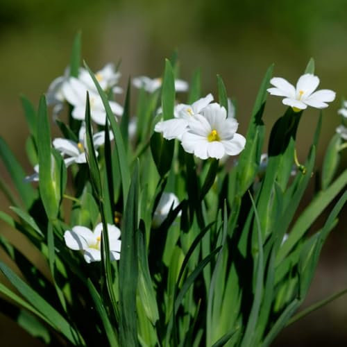 Carbeth Plants Sisyrinchium Iceberg Plant 2 x 9cm Pot - Blue Eyed Grass Hardy Semi Evergreen Perennial - Compact Outdoor Garden Ready Shrub - Ideal for Borders, Gravel Gardens & Containers