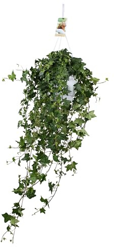 Hedera Helix Pitsburg in vaso sospeso XL - 40-50cm - Ø17cm - Pianta d'appartamento - Sempreverde