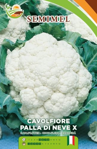 Semi di Cavolfiore Palla di Neve, varietà produttiva a palla compatta e bianchissima, dalla pasta fine che resta integra in cottura – formato bustina 2 Confezioni