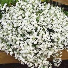 50+ White Trailing Lobelia Regatta Perennial Flower Seeds / Great For Hanging Baskets