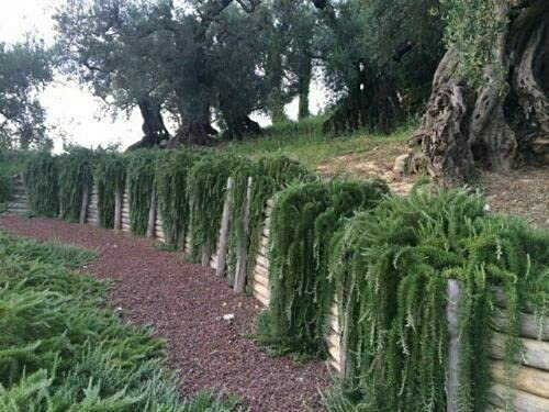Rosmarino prostrato Rosmarinus officinalis prostratus pianta aromatica in vaso ø14 cm Vivaio di Castelletto