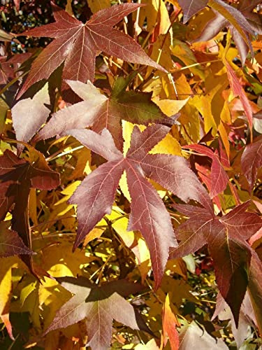 Amerikanischer Amberbaum Liquidambar styraciflua Pflanze 15-20cm Seesternbaum