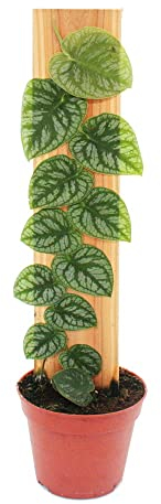 Exotenherz - Monstera dubia am Brett - Rarität - zweidimensionales Fensterblatt - 14cm Topf