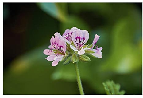 Stk - 5x Pelargonium multicaule ssp multicaule Geranie Pflanzen - Samen B64 - Seeds & Plants Shop by Ipsa