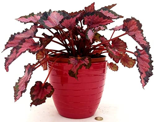 POWERS TO FLOWERS - BEGONIA REX RED ROBIN IN VASO CERAMICA ROSSO A RIGHE, pianta vera