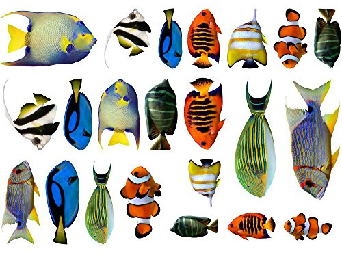 Samunshi Wandtattoo Kinderzimmer Fische Aufkleber Set - Wc Sticker für Schlafzimmer oder als Fliesensticker Badezimmer für Jungs und Mädchen Unterwasserwelt Dekoration Badezimmer Fliesen