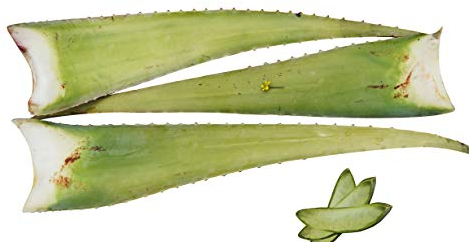 3 x Beste Bio Aloe Vera Barbadensis Blätter, Health for All