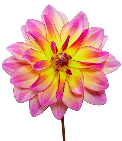 8 x Dahlienknollen Mix 'Pacific Ocean' | Sommerblumen | Holland-Qualitat | Dahlien Zwiebeln | Blumenzwiebeln - The Bulb Farmers