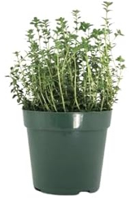 Tomillo |DECOALIVE | Planta Tomillo Común | Thymus Vulgaris
