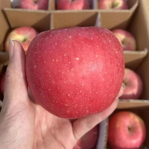 äpfel pflanzensamen obstbaum stauden winterharte für balkon, garten winterharte für garten, balkon deko obstsamen dekopflanzen exotische 50samen
