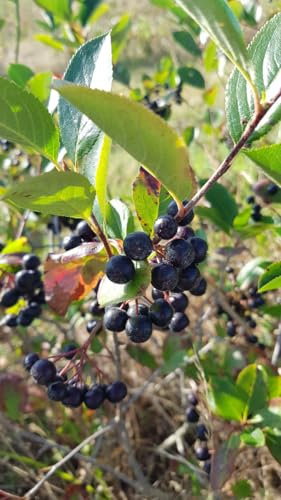 Aronia prunifolia 'Nero' / Aronie à gros fruits/Conteneur de 3 à 4 litres