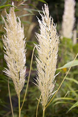 Cortaderia selloana 'Golden Comet' – Winterhart, Mehrjährig, Pflegeleicht – Pampasgras – Ziergras für Beet & Solitär im Garten