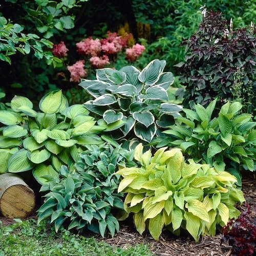 100pcs Fresh Mixed Hosta Plant Seeds