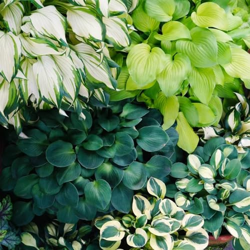 funkien mehrjährige blumensamen gartenkräuter pflanztopf gartenpflanzen winterharte stauden mehrjährig indoor garten winterharte kübelpflanzen biosaatgut balkonpflanzen hochbeet 50samen