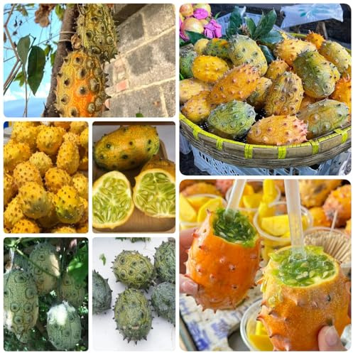 KiwanoSamen - obstsamen Gurkensamen, Cucumis metuliferus, alte sorten frisches bio balkon obstsamen für garten 30pcs