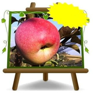 EURO PLANTS VIVAI Melo Florina – Pianta da Frutto su Vaso ø 24/26 cm- Altezza 170~200 cm - Età 4 Anni