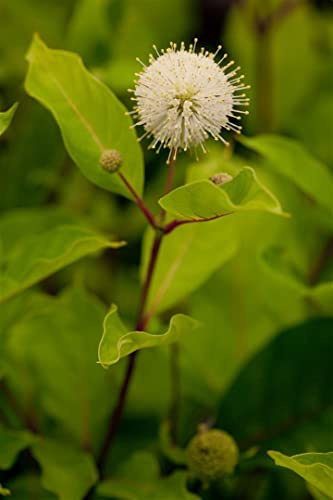 Cephalanthus occidentalis 30-40 cm - Knopfbusch, weiße Blüten, Blütezeit Juni-August, ideal für feuchte Standorte, bienenfreundlich, winterhart