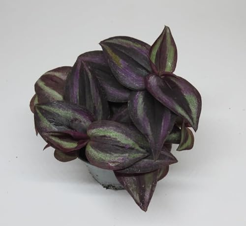 florari Tradescantia Purple Passion / Zebrakraut, Dreimasterblume