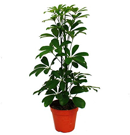 Strahlenaralie Schefflera grünlaubig 12cm Topf Zimmerpflanze