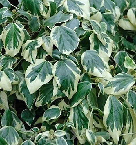 Buntblättriger Kaukasischer Strauch Efeu 60-80cm - Hedera colchica - lebende Gartenpflanze aus den Baumschulen