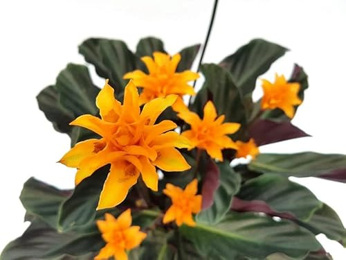 Planta con Flores Natural - Calathea Crocata - Planta de Interior