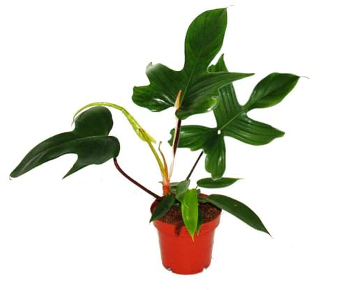 Philodendron Florida Beauty Green Außergewöhnlicher Baumfreund 12cm Topf