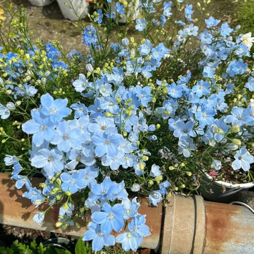 Semillas resistentes de la delphinium para balcones, decoracion de jardin para exteriores de delphinium de jardín, interior 180pcs