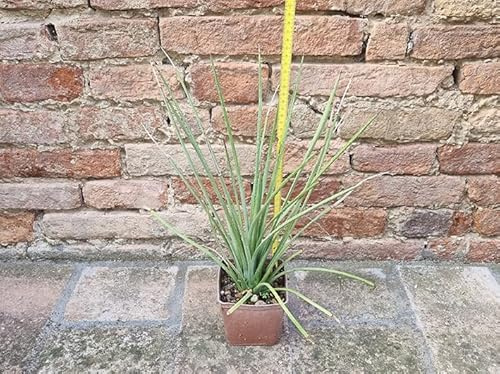 Geosism & Nature Agave stricta VAR. Nana 40 cm, Kaktus, Sukkulente